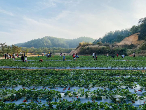 九龍生態(tài)園7月、8月水果采摘有哪些
